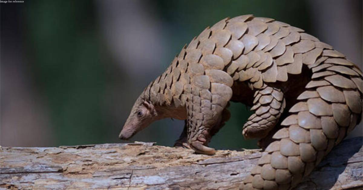 Four arrested for trafficking two pangolins in Andhra's Srikakulam